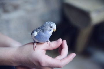 Small blue and white budgerigar (parakeet) perched gently on a person's finger, looking curiously with its head tilted in an indoor setting.