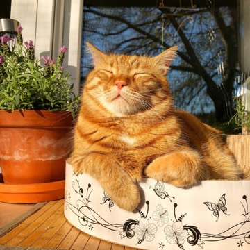 Relaxed orange tabby cat lounging and sleeping peacefully in a large terracotta pot on a sunny patio, surrounded by lavender plants and soft sunlight.