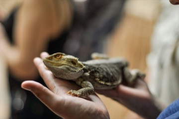 Close-up of a bearded dragon lizard resting calmly in a person's open hands, showcasing its textured scales and alert orange eyes.
