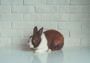 Adorable brown and white rabbit sitting calmly on a white brick floor, looking slightly to the side with perked ears in a bright indoor setting.